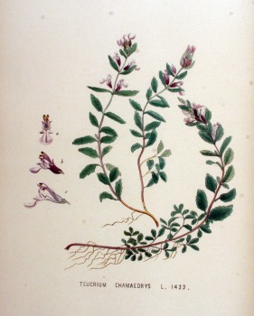 Gamander, Echter bio